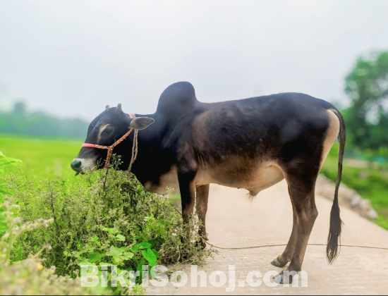 cow